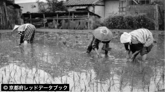 田植え