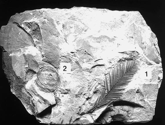木子産メタセコイヤ　産総研地質標本館蔵。