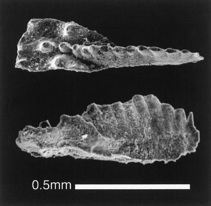 砂質石灰岩に含まれるコノドント、Epigondolella abneptis