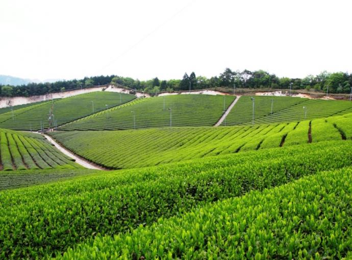 南山城村-茶園