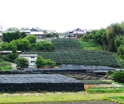 京田辺市-茶園