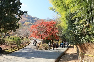 20221118arasiyama3.JPG