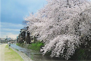 kamogawasannjyouoohasisakura.jpg