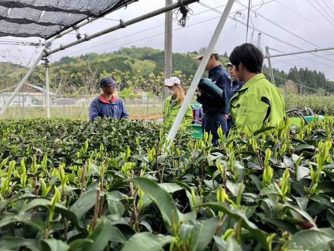 ギャラリー(茶業専攻3)