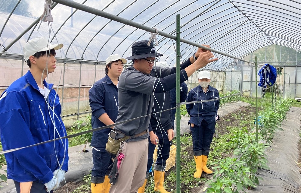 トウガラシ誘引作業実習の写真