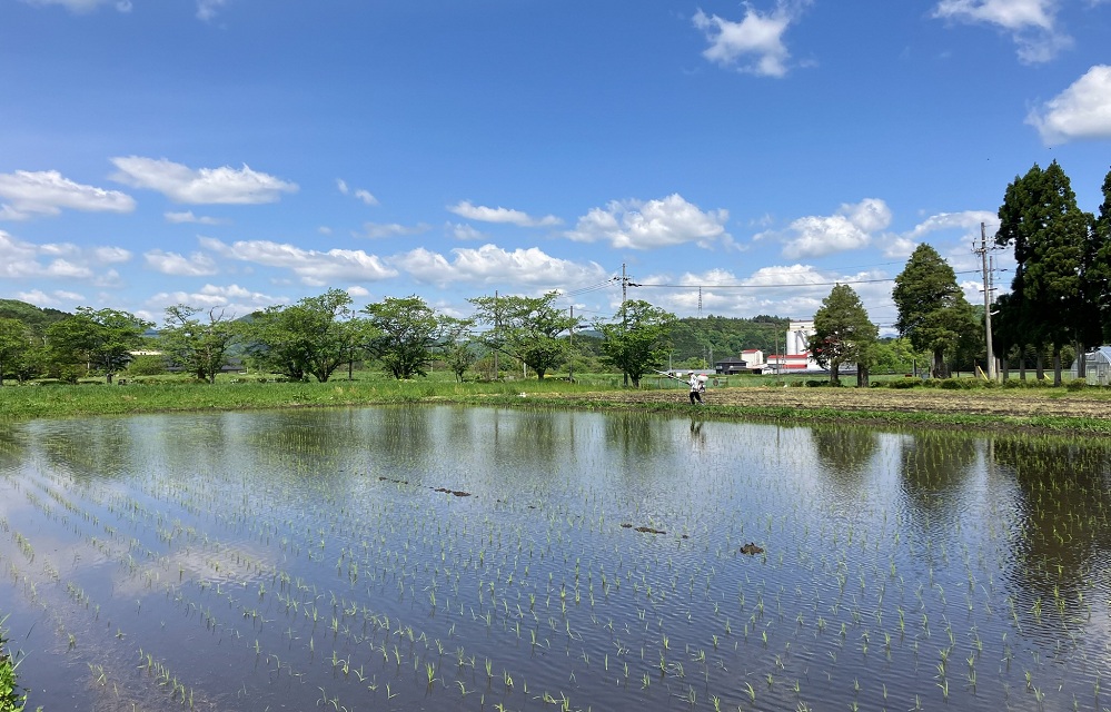 農業大学校の田んぼの写真