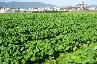 蕾の頃の花菜畑の様子