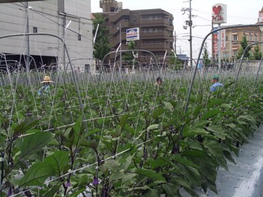 千両なすの立毛品評会審査風景