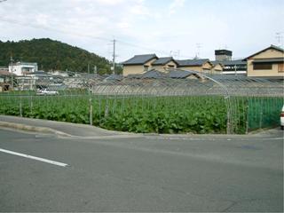 すぐき菜の栽培風景