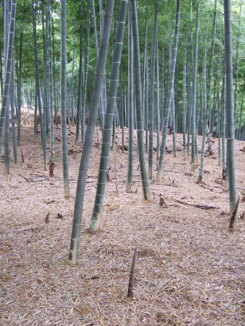 地面に落ち葉のつもった竹林の写真