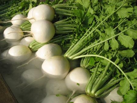 Yodo-Daikon_radish