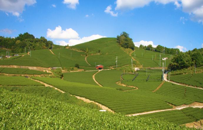 和束の石寺茶畑