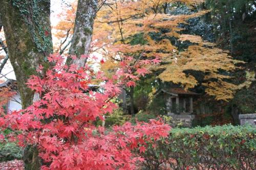 笠置山の紅葉2