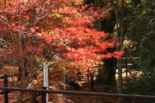 笠置山の紅葉3