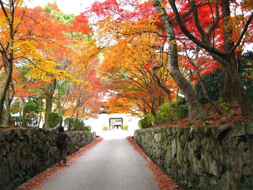 興聖寺の紅葉1