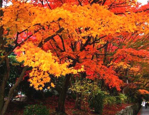 興聖寺の紅葉4