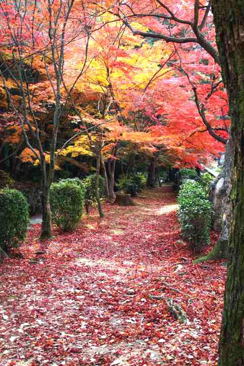 興聖寺の紅葉5