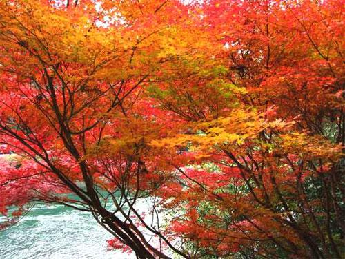 宇治川沿いの紅葉1