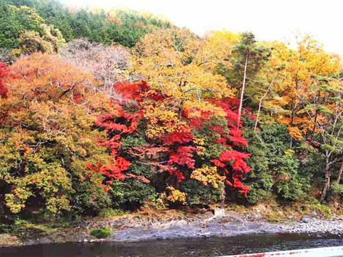 宇治川沿いの紅葉5