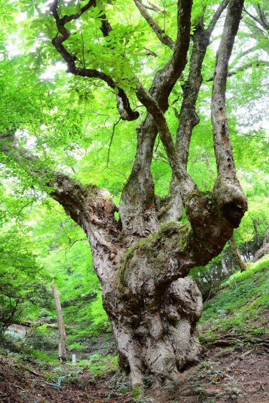 君尾山のトチ