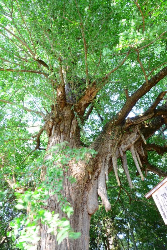 丹波国分寺のイチョウ