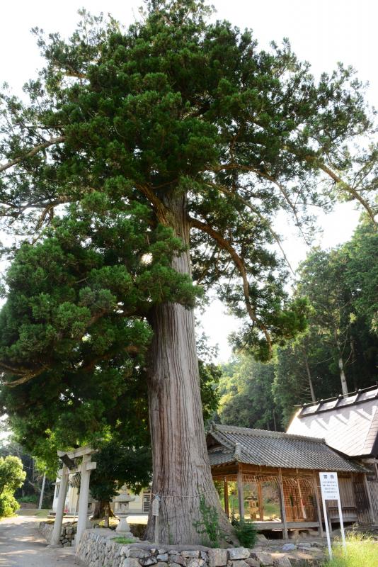 東本梅大内神社のスギ