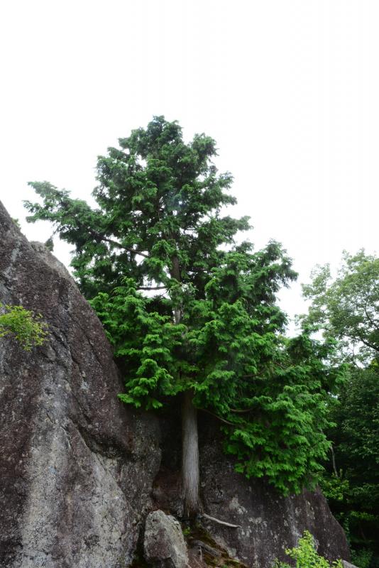 天狗岩のヒノキ