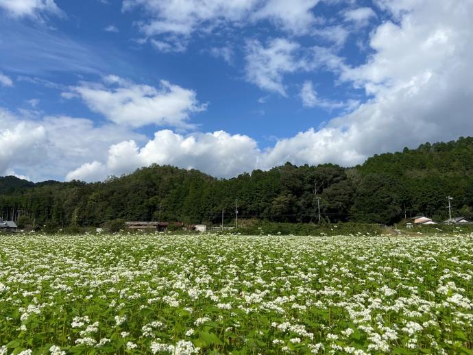 そば畑花が咲いている様子