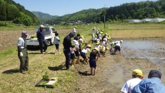 田植えを体験する小学生たち