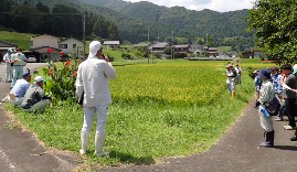 緑肥活用ほ場の見学