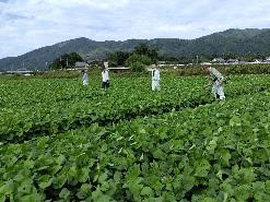 小豆採種ほ場の植付確認