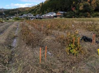 ほ場の様子