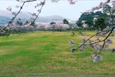 城山公園の桜