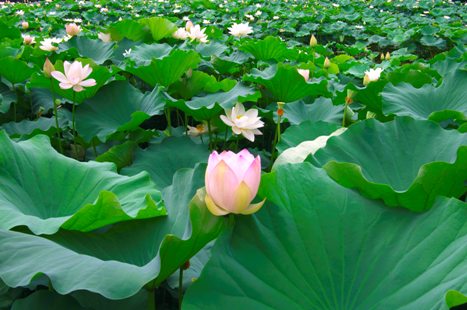 南郷公園のハスの花