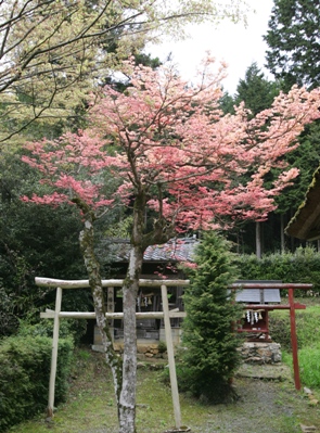 無動寺のさくら