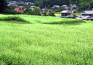 犬甘野の郷