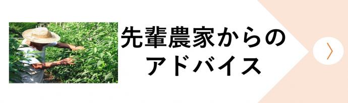 先輩農家からのアドバイス