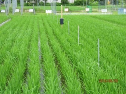 炭素調査の対象となる水稲圃場