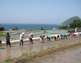 都市住民と一緒に田植え