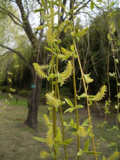 シダレヤナギの雄花序の写真