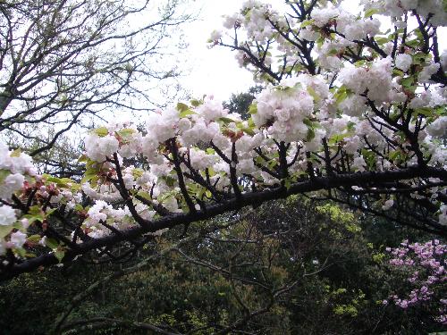 イチハラトラノオの短枝の写真