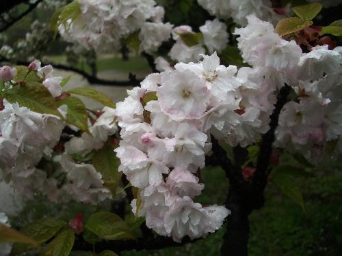 イチハラトラノオの花の写真