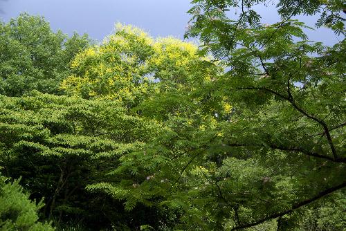 初夏に咲く三種の花の写真