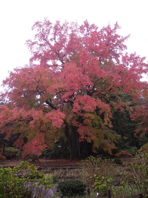 フウ（紅葉）の写真