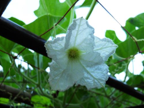 ユウガオの花の写真