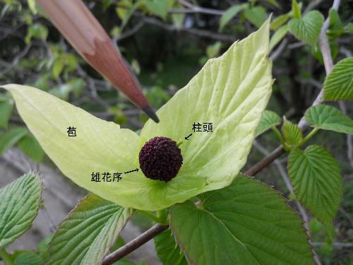 ハンカチノキの花の写真