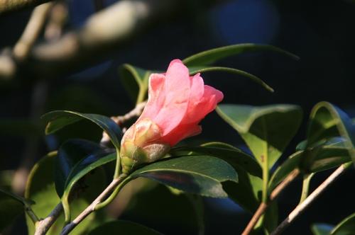 紅侘び助写真