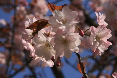 大原渚桜写真