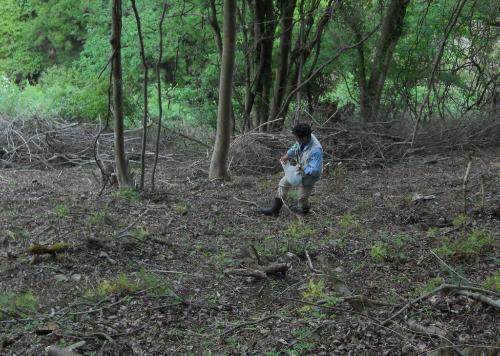 フクジュソウ自生地にて葉を採取している写真