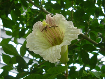 ロウソクノキの花の写真